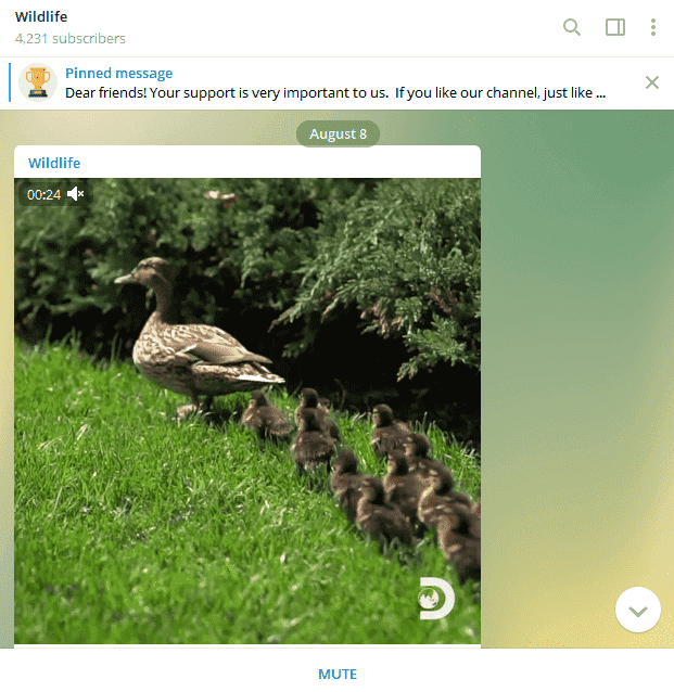 Telegram Channel wildlife